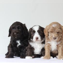 Australian Labradoodle Puppies from Rutu Australian Labradoodles
