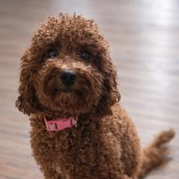 Cavapoo All Grown Up from Jet Cavapoos