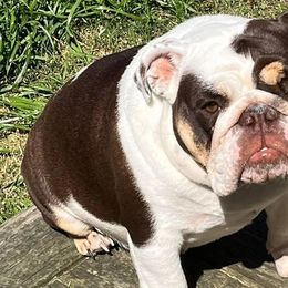 Bulldogs and French Bulldogs from Sweet Carolina Kennel
