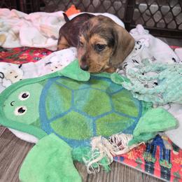 Boy - Dapple male Dachshund puppy in Shippensburg, Pennsylvania from Koser’s Miniature Dachshunds