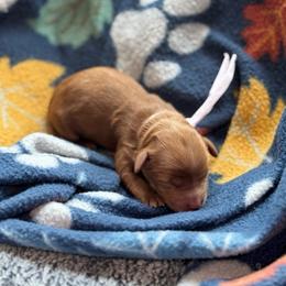 Bo Peep - Red  female Goldendoodle puppy in Wharton, Texas from Little Fur Friends