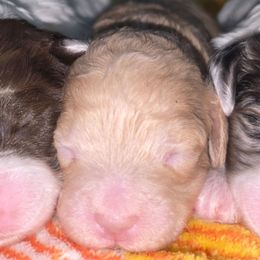 Prancer - Red female Cockapoo puppy in Calhoun, Georgia from Emerald J Doodles