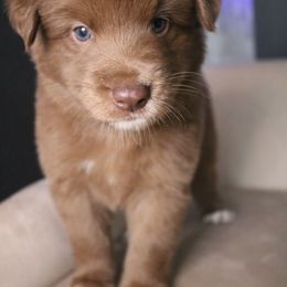 Australian Shepherd Puppies from Kiki's Aussies