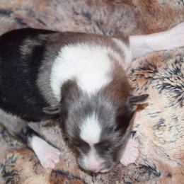 Miniature Australian Shepherd Puppies from 7UL Mini Aussies
