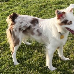 Hoku - Miniature Australian Shepherd