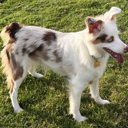 Hoku - Miniature Australian Shepherd