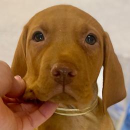 Prince Charming - Golden rust male Vizsla puppy in Bloomington, Indiana from Envizion