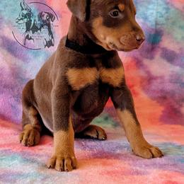 Black Collar Male Amethyst and Sage - Red and rust male Doberman Pinscher puppy in Spencer, Indiana from Jackson's Dobermans