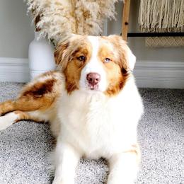 Penny - Australian Shepherd