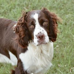 English Springer Spaniels from Lee Co. Springers
