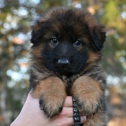 Holly - Sable female German Shepherd puppy in Nacogdoches, Texas from Vom Hausgladfel