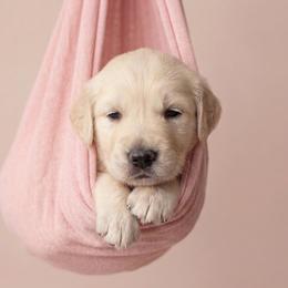 Daisy - Cream female Goldendoodle puppy in Clifton, Arizona from Denim & Doodles