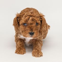 Rusty - Red  male Poodle puppy in Weston, Florida from Miami Toy Poodles