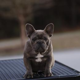 Girl 1 - Blue female French Bulldog puppy in Augusta, Georgia from Mo3_Frenchies