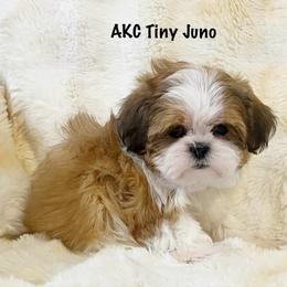 AKC Juno - Red and white male Shih Tzu puppy in Greenville, South Carolina from Babyface Shih Tzu