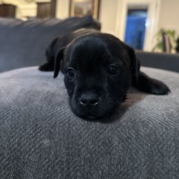 Staffordshire Bull Terrier Puppies from Lucky Staffs