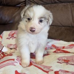 Stumpy Red Merle Boy 3 - Red merle male Border Collie puppy in Newalla, Oklahoma from Roughstock Border Collies and Dachshunds
