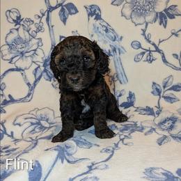 Flint - Black and tan male Cockapoo puppy in Sunset, Louisiana from Cano Cockapoos