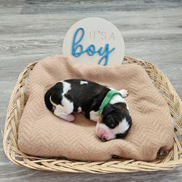 Boy 2 - male English Springer Spaniel puppy in Columbia, North Carolina from Kaitlin Bateman