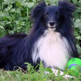 Shetland Sheepdogs from Shalaine