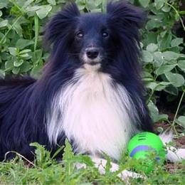 Shetland Sheepdogs from Shalaine