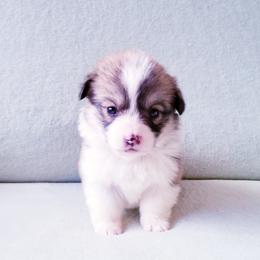 American Corgi and Pembroke Welsh Corgi Puppies from Whimsical Treasure Corgis