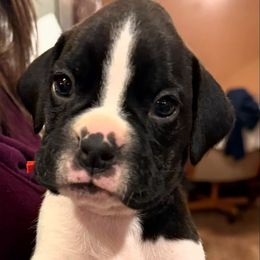 Orange Collar Boy - White male Boxer puppy in East Longmeadow, Massachusetts from Boxer Bliss