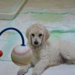 Poodle Puppies from Celeto Standard & Miniature Poodles
