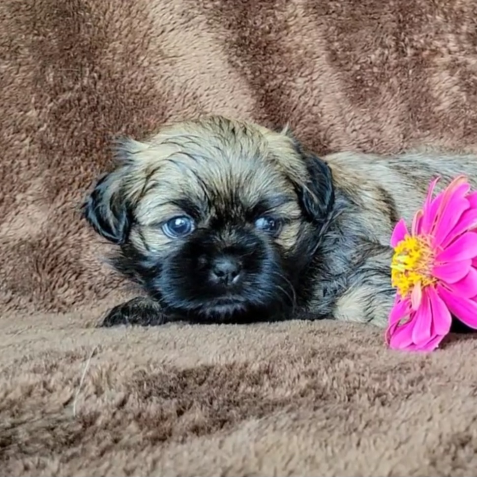 Shiloh - Gold Shih Tzu puppy in Savannah, Tennessee from Juniverse Farm