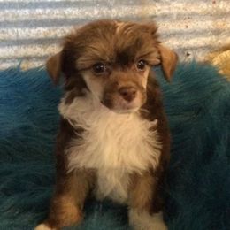Chinese Crested All Grown Up from Piccadilly Pups