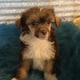 Chinese Crested All Grown Up from Piccadilly Pups