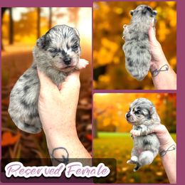 Blue Merle Female - Blue merle female Pomeranian puppy in Harrah, Oklahoma from Sunshines Pomeranians & Cavapoos