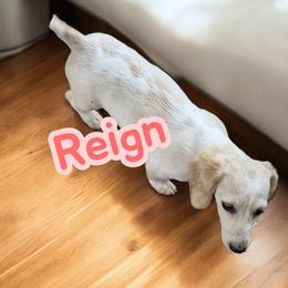 Reign - Dachshund