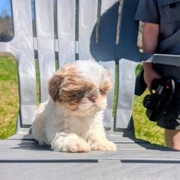 Dutton - Liver and white male Shih Tzu puppy in West Pawlet, Vermont from Morgan's Shih Tzus