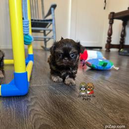 Waylon - Chocolate and tan male Shih Tzu puppy in Walkertown, North Carolina from Lil’ Bit’s Shih Tzu