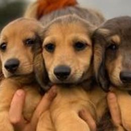 Dachshunds and Goldendoodles from Golden Grass Dachshunds and Doodles