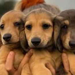 Dachshunds and Goldendoodles from Golden Grass Dachshunds and Doodles