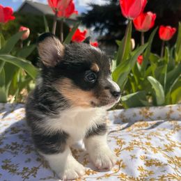 Jean-Paul Gaultier - Black and tan Pembroke Welsh Corgi puppy in Colorado from Poppy's Puppies