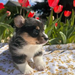 Jean-Paul Gaultier - Black and tan Pembroke Welsh Corgi puppy in Colorado from Poppy's Puppies