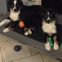 Australian Shepherd Puppies from Cahaba Australian Shepherds