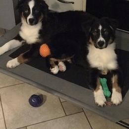 Australian Shepherd Puppies from Cahaba Australian Shepherds