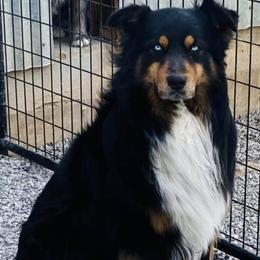 American Corgis, Aussiedoodles, Australian Shepherds, Dachshunds, and Pembroke Welsh Corgis from DRB Australian Shepherds