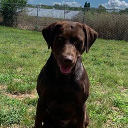 Tango - Labrador Retriever