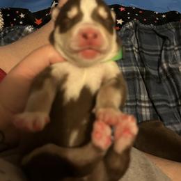 Siberian Husky Puppies from Ice Blue Legacy Siberians Huskies