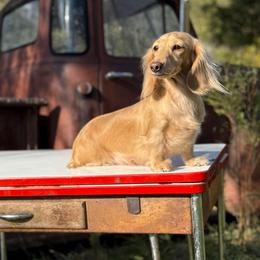 Gerdie - Dachshund