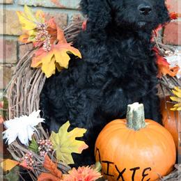 Goldendoodle, Labradoodle, and Poodle Puppies from Mississippi Retrievers