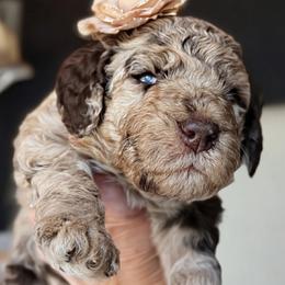 Seren - Merle female Goldendoodle puppy in Pine Grove, California from Lundee Doodles