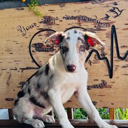 Boy 3 - red merle tri - Red merle male Border Collie puppy in Minden, Iowa from Rocking N Registered Border Collies & Labradors