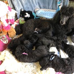 Poodle Puppies from Linden Poodles