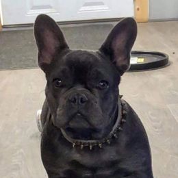Leland  - French Bulldog